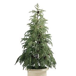 LED Norfolk Pine 5 ft Potted Tree - Frontgate - Outdoor Christmas Decorations