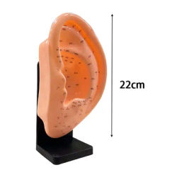 Human Body Acupuncture Model - Full Body PVC Anatomy with 361 English Labeled Acupoints, TCM Teaching Tools for Acupuncturists/S