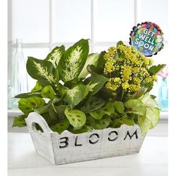 1-800-Flowers Seasonal Gift Delivery Bloom Dish Garden Bloom W/ Get Well Balloon | Happiness Delivered To Their Door