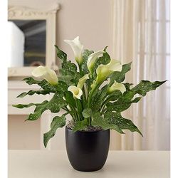 1-800-Flowers Everyday Gift Delivery Loving Memory White Calla Lily Small | Happiness Delivered To Their Door