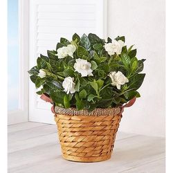 1-800-Flowers Plant Delivery Blooming Gardenia Plant In Basket Medium | Happiness Delivered To Their Door