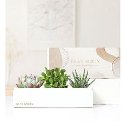 1-800-Flowers Plant Delivery Succulents By Lula's Garden Medium Plant | Same Day Delivery Available | Happiness Delivered To Their Door