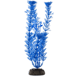 Imagitarium Blue Ambulia Midground Aquarium Plant