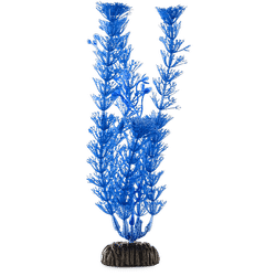 Blue Ambulia Midground Aquarium Plant, Medium