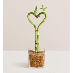 1-800-Flowers Plant Delivery Sweet Heart Bamboo Single | Happiness Delivered To Their Door