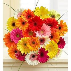 1-800-Flowers Flower Delivery Happy Gerbera Daisies + Free Vase 24 Stems, Bouquet Only | Happiness Delivered To Their Door