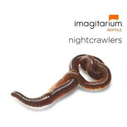 Nightcrawlers (Lumbricus terrestris), Count of 12