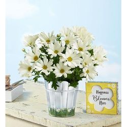 1-800-Flowers Plant Delivery Happy Daisy Plant Small W/ Plaque | Happiness Delivered To Their Door