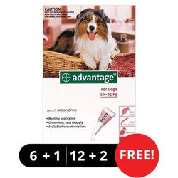 Advantage Large Dogs 21-55lbs (Red) 6 + 1 Free