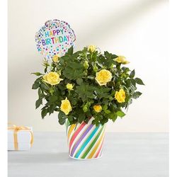 1-800-Flowers Flower Delivery Happy Birthday Rose Plant Small
