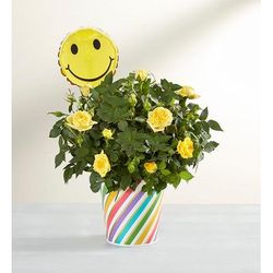1-800-Flowers Flower Delivery Sending You Smiles Rose Plant Small | Happiness Delivered To Their Door