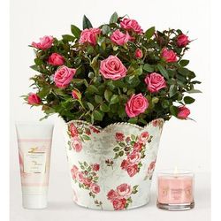 1-800-Flowers Flower Delivery Classic Budding Rose Large W/ Candle & Lotion