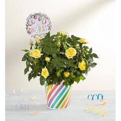 1-800-Flowers Flower Delivery Congratulations Rose Plant Small | Happiness Delivered To Their Door