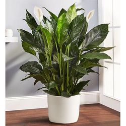 1-800-Flowers Plant Delivery Calming Peace Lily Floor Plant (Large) W/ Sandstone Planter