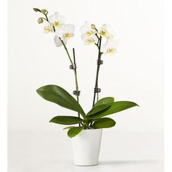 1-800-Flowers Flower Delivery Double White Orchid Plant For Sympathy