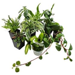 Dart Frog Vivarium Plant Kit 18x18x18, 20 Gallon, 11 Plants, 18 IN