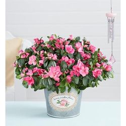 1-800-Flowers Plant Delivery Pretty Pink Azalea Large Plant W/ Windchime