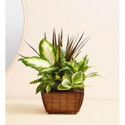 1-800-Flowers Plant Delivery Sympathy Zen Dish Garden