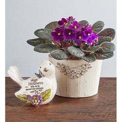 1-800-Flowers Seasonal Gift Delivery Purple Blossoms African Violet Plant Purple Blossoms Plant W/ Mom Keepsake