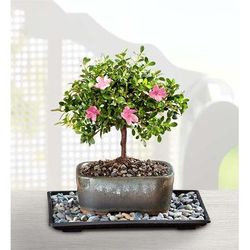 1-800-Flowers Plant Delivery Azalea Bonsai Small Plant