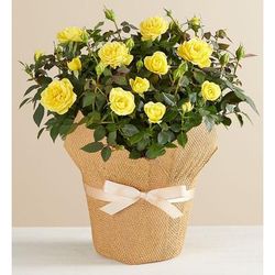 1-800-Flowers Flower Delivery Yellow Rose In Natural Wrap Large Yellow Rose In Wrap