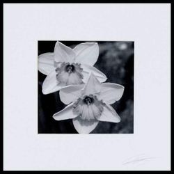 'Partners' Black and White Photograph