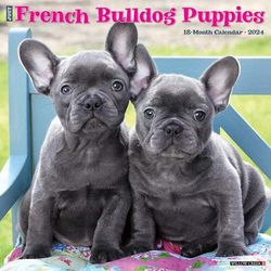 Just French Bulldog Puppies 2024 Wall Calendar, 12" L X 12" W, Large, 12 IN