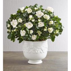 1-800-Flowers Everyday Gift Delivery White Azalea For Sympathy Azalea Plant