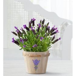 1-800-Flowers Plant Delivery Lovely Lavender Plant Small