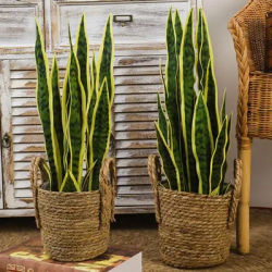 1 pz semplice fai da te foglie finte creativo artificiale Sansevieria elegante bella simulare piante