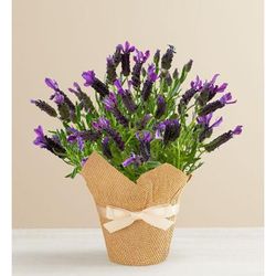 1-800-Flowers Seasonal Gift Delivery Lovely Lavender Plant Small Lavender In Wrap