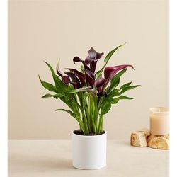 1-800-Flowers Flower Delivery Elegant Calla Lily Small