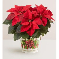1-800-Flowers Plant Delivery Holiday Traditions Poinsettia Large Plant