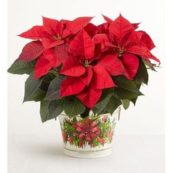 1-800-Flowers Plant Delivery Holiday Traditions Poinsettia Large Plant