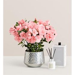 1-800-Flowers Everyday Gift Delivery Pretty Pink Azalea Small W/ Diffuser