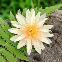 'Resin-Coated Ivory Waterlily Bloom Brooch Pin from Thailand'
