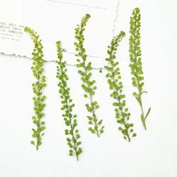 Lone vegetable, dried flower, pressed flower, real leaf, herbarium, bookmark, petal makeup, embossed table lamp, candle,silk fan