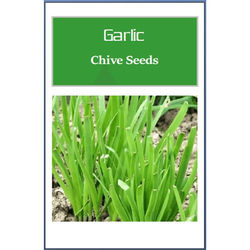 Non GMO Garlic Chives Seeds, Heirloom Fresh Culinary Herb For Your Garden 250 Seeds
