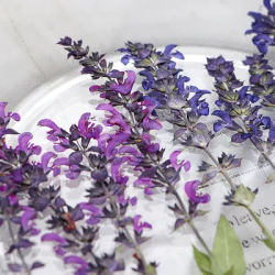 120pcs Pressed Dried Purple Lavender Leaf Flower Herbarium For Resin Epoxy Jewelry Card Bookmark Frame Phone Case Makeup Lamp