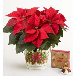 1-800-Flowers Seasonal Gift Delivery Holiday Traditions Poinsettia Large W/ Chocolate