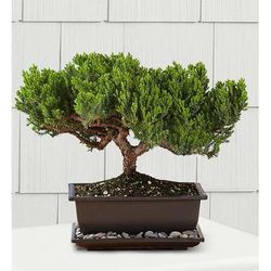 1-800-Flowers Plant Delivery Juniper Bonsai Medium Plant | 100% Satisfaction Guaranteed | Happiness Delivered To Their Door