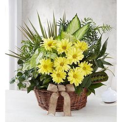 1-800-Flowers Plant Delivery Dish Garden W/ Fresh Cut Flowers For Sympathy Large Plant