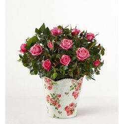 1-800-Flowers Flower Delivery Classic Budding Rose Small | Same Day Delivery Available | Happiness Delivered To Their Door