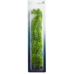 Imagitarium Extra Large Ambulia Green Plant