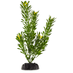 Green Foreground Aquarium Plant, Small