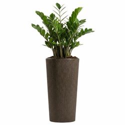 Urbanika kaffe espresso urtepotte h36,4x196 cm
