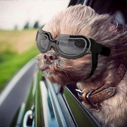 Hundsolglasögon Hundglasögon, UV-skydd Vindskydd Dammskydd Dimskydd Husdjursglasögon Ögonskydd Med Justerbar Rem För Medelstora