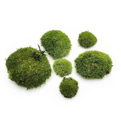 Pude Mos - Mørkegrøn Naturlig - 0,062m² (40x15cm) - Frankrig