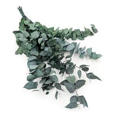 Stabiliseret eukalyptus - Stuartiana - Grøn