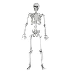 Skjelett, Full Størrelse - 170 cm